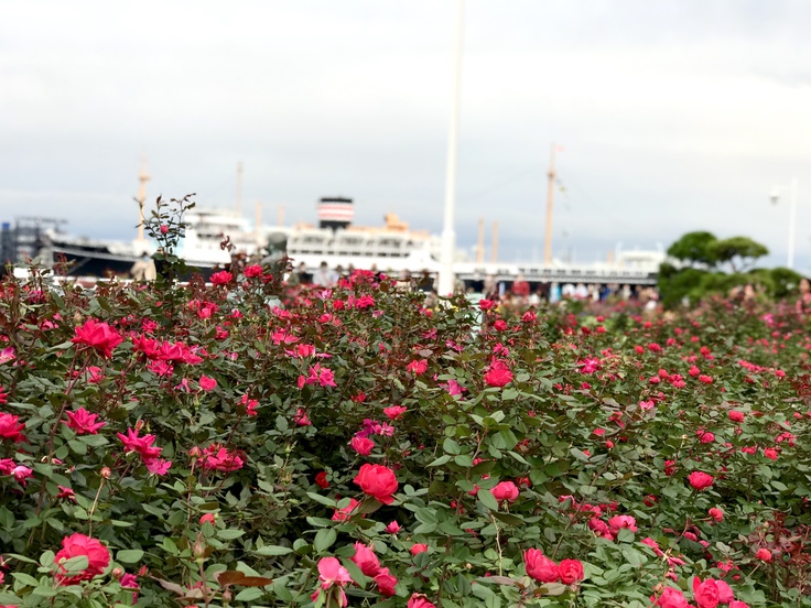 山下公園の赤いバラ_c0212604_7385535.jpg