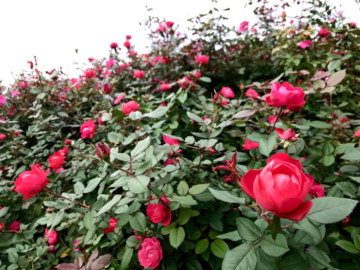 山下公園の赤いバラ_c0212604_741186.jpg