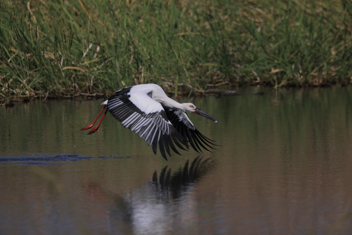 コウノトリ 初対面『カズ』①飛出し_f0369315_13361980.jpg