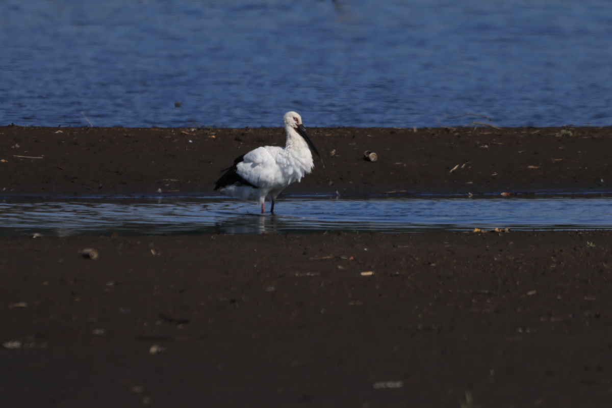 コウノトリ ②遠くで、8分間の水浴び_f0369315_16033487.jpg