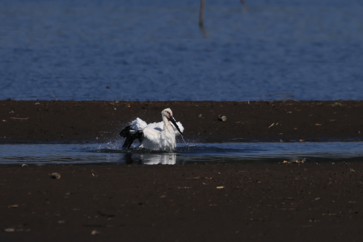 コウノトリ ②遠くで、8分間の水浴び_f0369315_16033530.jpg