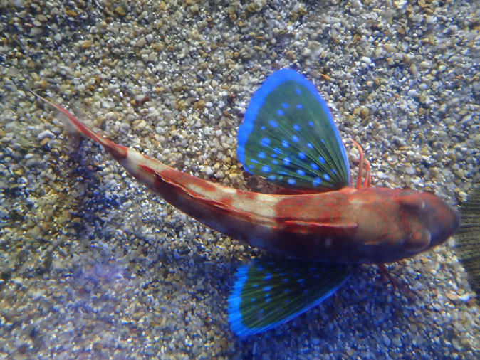 名古屋港水族館 砂浜の魚たち と 岩場の小さな動物たち December 19 続々 動物園ありマス