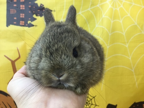 201023 うさぎ・ラット・インコ・ウズラ_f0189122_15050845.jpeg