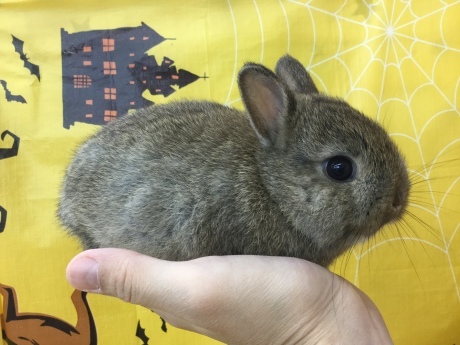 201023 うさぎ・ラット・インコ・ウズラ_f0189122_15052688.jpeg