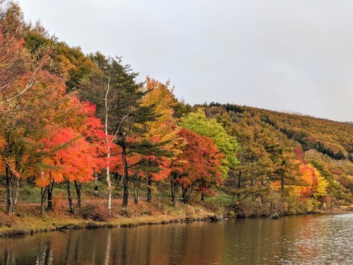 女神湖の紅葉最高潮 気楽じい の蓼科偶感