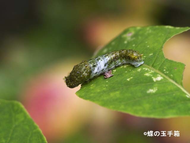 カラスアゲハの幼虫 蝶の玉手箱 カラスアゲハの幼虫 蝶の玉手箱