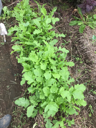 畑活報告 秋植え野菜 続々と Flowers 請西東のお花屋さん