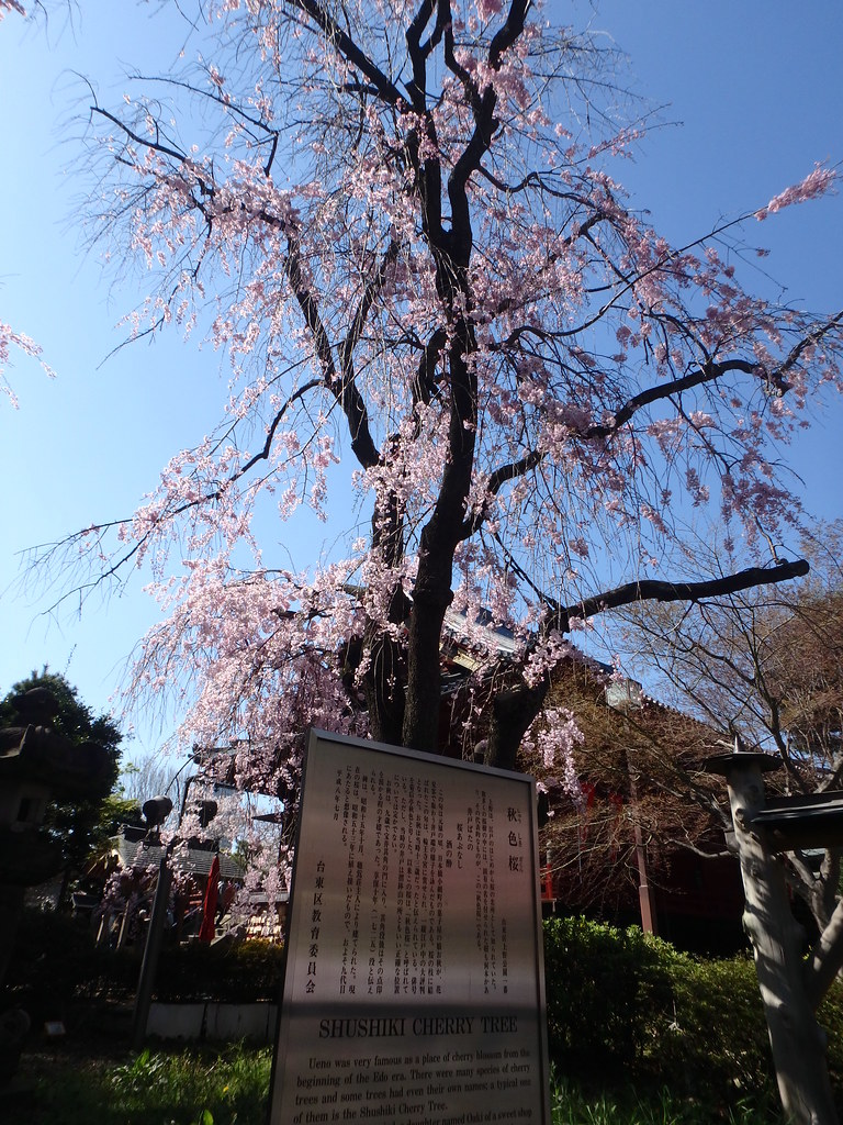 秋色櫻異聞 死神の桜に宿る忍岡 自殺の名所だった上野の山 揺りかごから酒場まで 少額微動隊 秋色櫻異聞 死神の桜に宿る忍岡 自殺の名所だった上野の山 揺りかごから酒場まで 少額微動隊