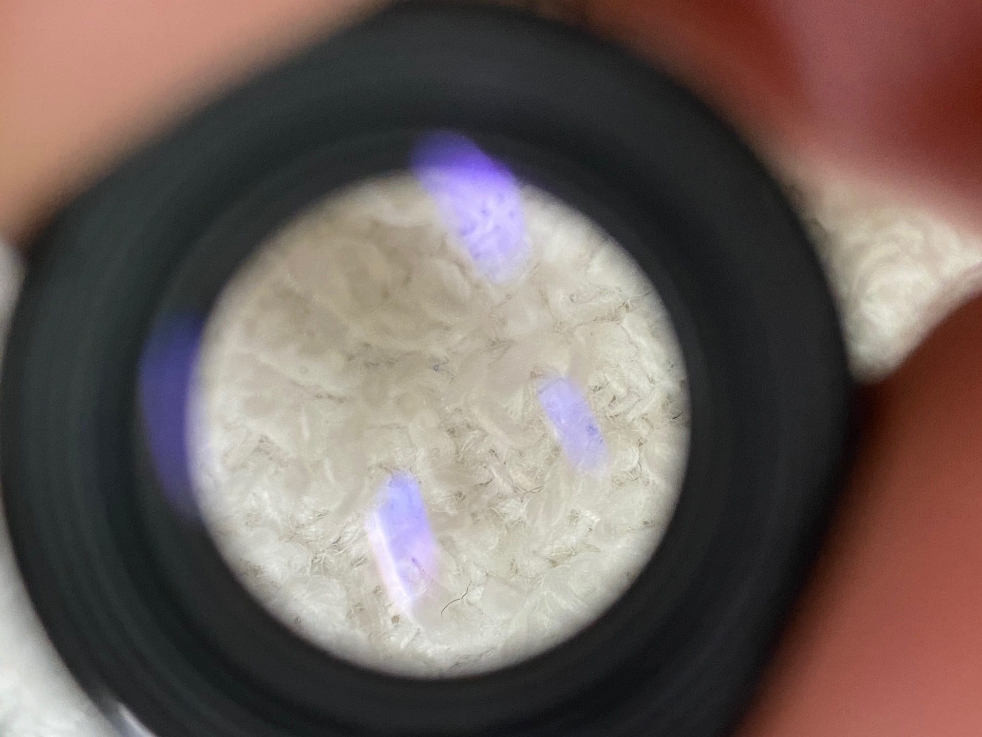 National C-D700AF 35mm F2.8 コンパクトカメラ35㎜ f:2.8 シリーズ化