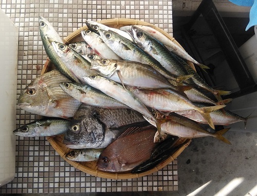 釣り人の食卓 尺アジ茶漬け 波止釣り放浪記 Part3 釣り人の食卓 尺アジ茶漬け 波止釣り放浪記 Part3