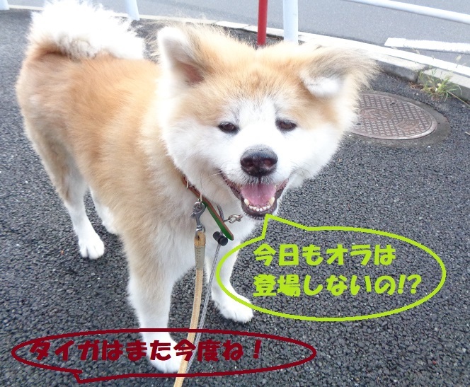 傷の治りが悪い和花ちゃん もももの部屋 怖がりゆえに攻撃的な秋田犬のタイガ 老犬 雑種のベスの共同生活 保護活動の記録です 時々お空のモカも登場 傷の治りが悪い和花ちゃん もももの部屋 怖がりゆえに攻撃的な秋田犬のタイガ 老犬 雑種のベスの共同生活 保護活動の記録です 時々お空のモカも登場