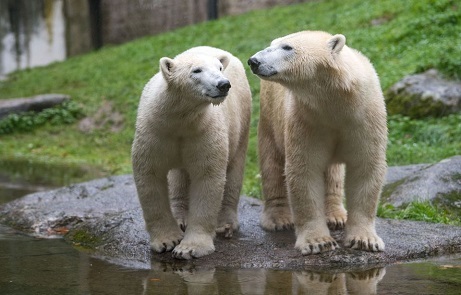 ドイツ・ミュンヘン、ヘラブルン動物園でまずナノーク(Nanook) とヌーナ(Nuna ナニュク) の同居が始まる_a0151913_00194636.jpg