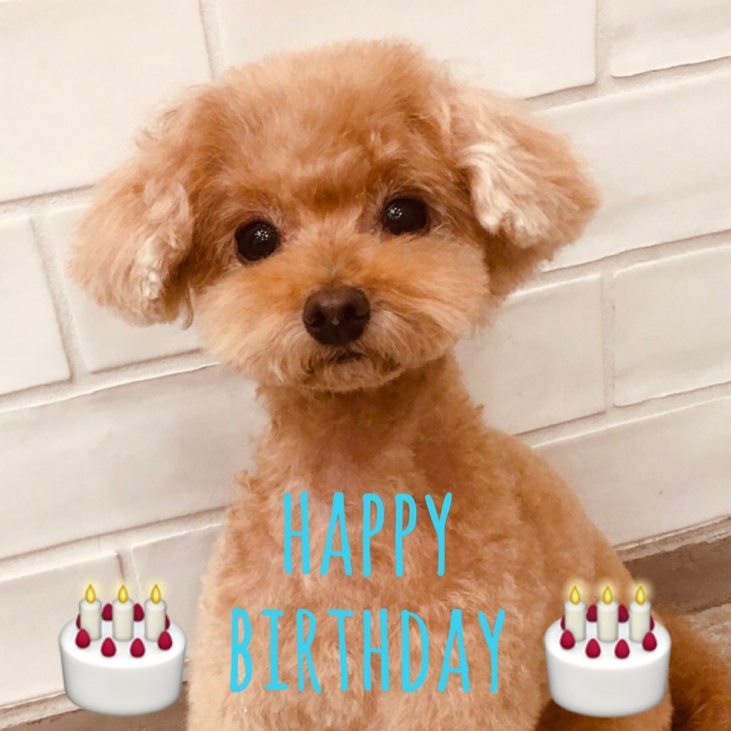 ☆ Happy Birthday ・ もも太くん ☆_d0060413_17330543.jpg