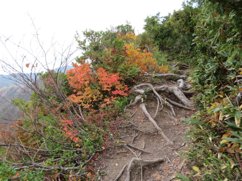 紅葉見ごろ　三方岩岳 (1,736M)    登頂 編_d0170615_18234084.jpg