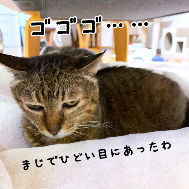 笑子たんとちょびちゃんの通院。_d0355333_09375975.jpg