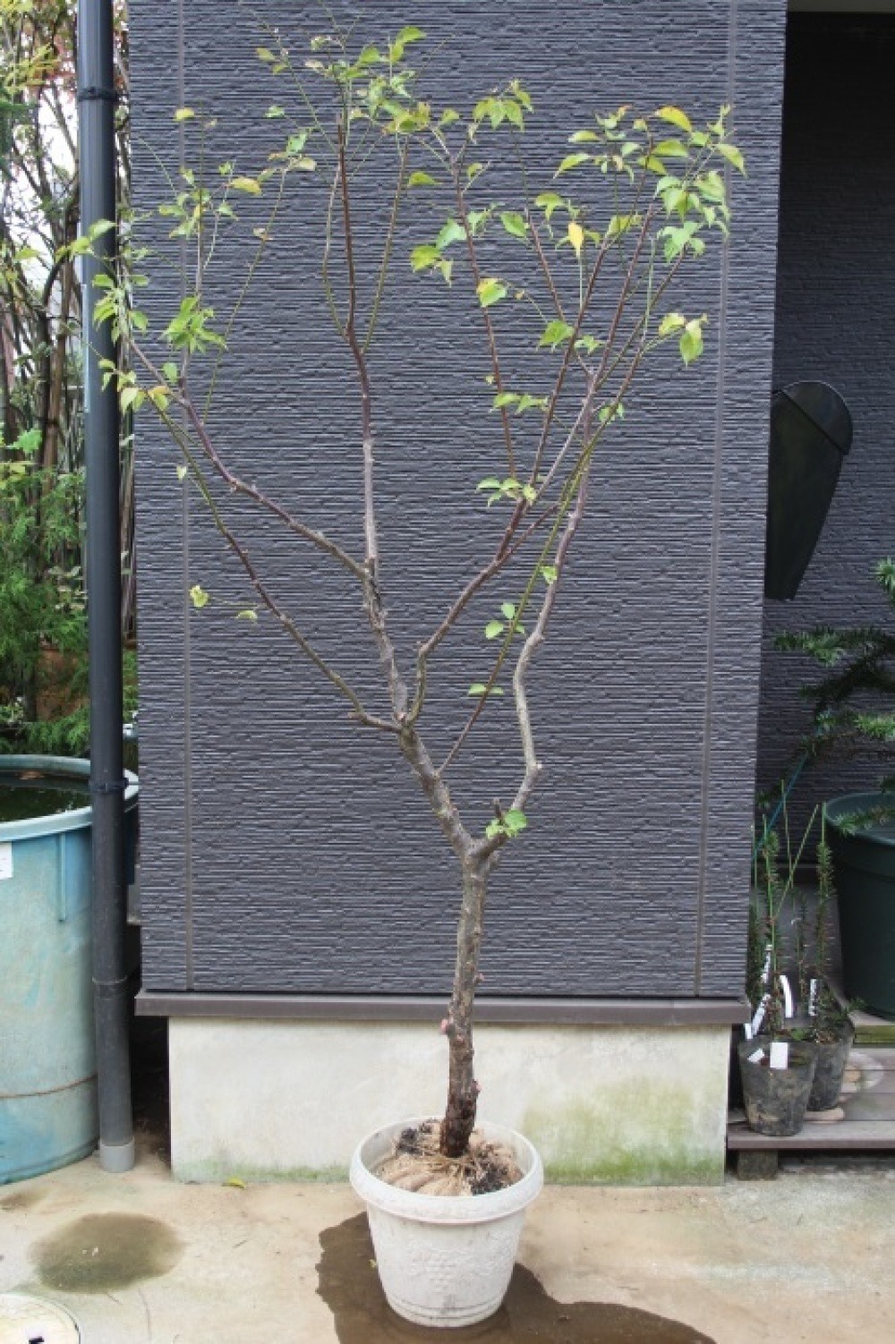 花梅 楠玉 クスダマ 貴重品 希少品 販売 画像 写真 価格 庭木 安行 植木 シンボルツリー お問合せ商品 田中園 Shop Tanakaen Jp Web Magazine 花梅 楠玉 クスダマ 貴重品 希少品 販売 画像 写真 価格 庭木 安行 植木 シンボルツリー お問合せ商品 田中園 Shop Tanakaen Jp Web Magazine