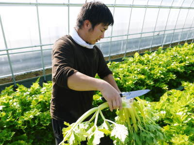熊本セロリ「清正人参」 定植後の元気に育つ様子 令和2年度は11月下旬より出荷予定です!_a0254656_17064420.jpg