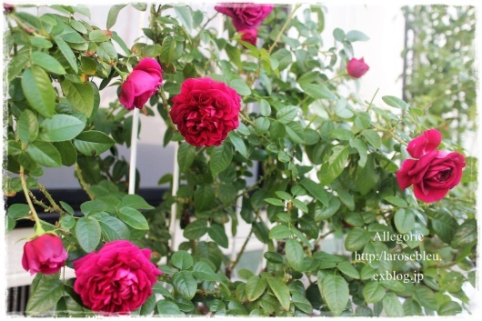 クリムゾンレッド色の薔薇 アレゴリー La Rose 薔薇の庭 クリムゾンレッド色の薔薇 アレゴリー La Rose 薔薇の庭
