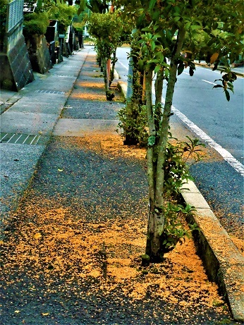 キンモクセイ散る_e0175370_20051461.jpg