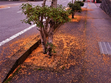 キンモクセイ散る_e0175370_20052204.jpg