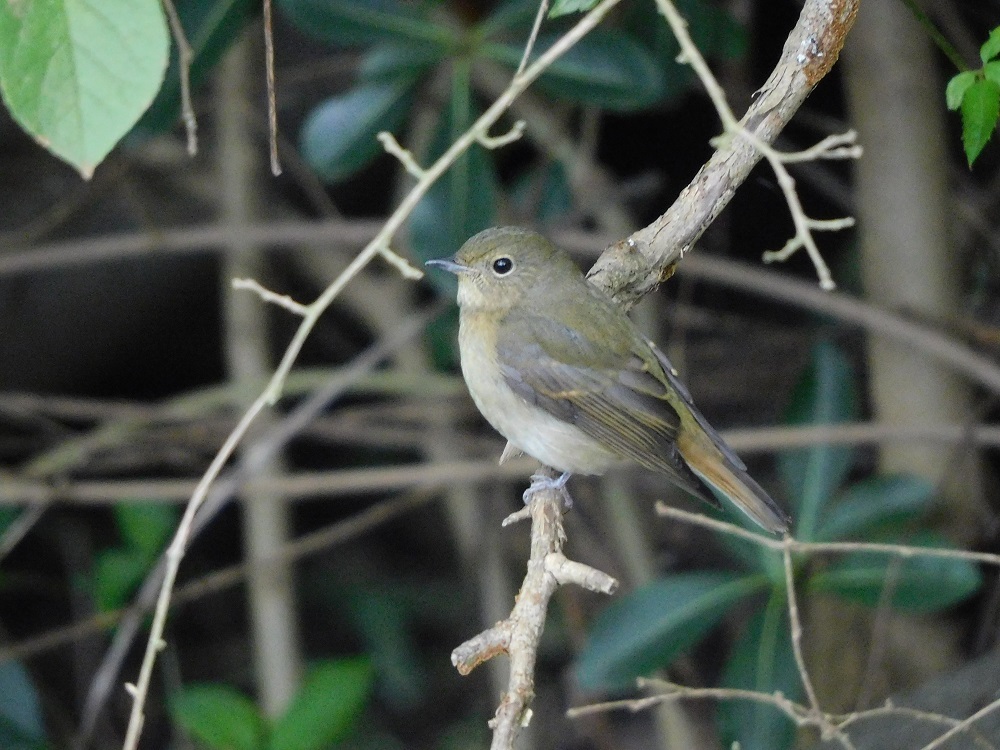 ちょこっとだけ鳥情報 葛西臨海公園 鳥類園 ちょこっとだけ鳥情報 葛西臨海公園 鳥類園
