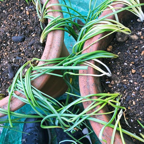 球根 植えた ケチケチ贅沢日記 球根 植えた ケチケチ贅沢日記