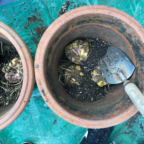 球根 植えた ケチケチ贅沢日記 球根 植えた ケチケチ贅沢日記