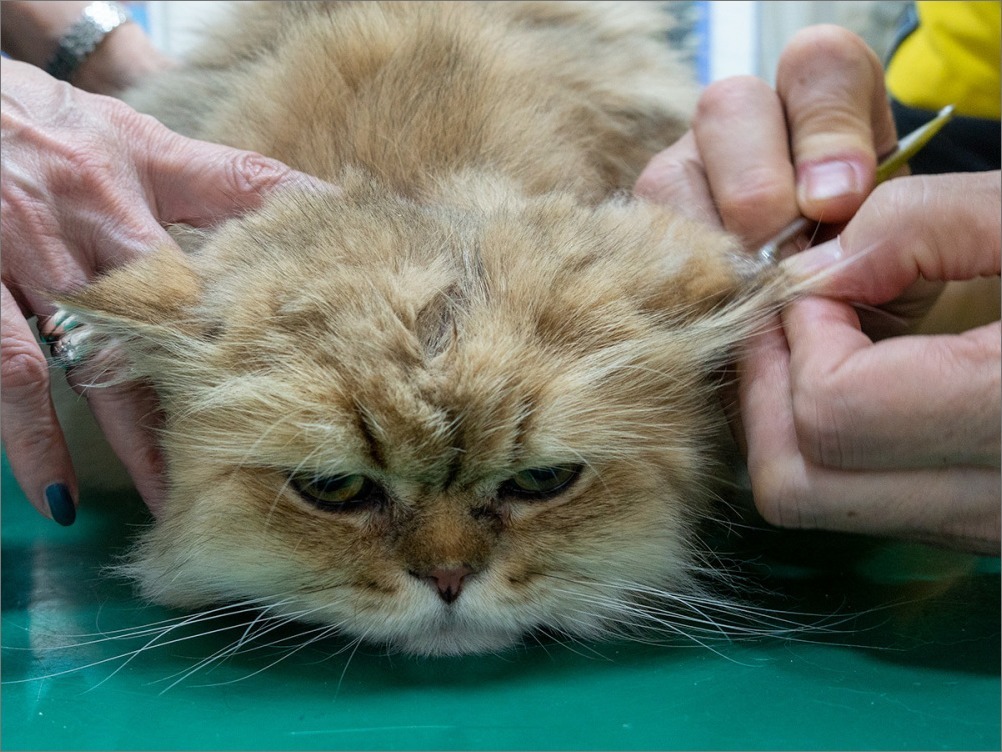 通院(猫ちゃんです。) 10月24日(土) 7064_b0069507_00361648.jpg