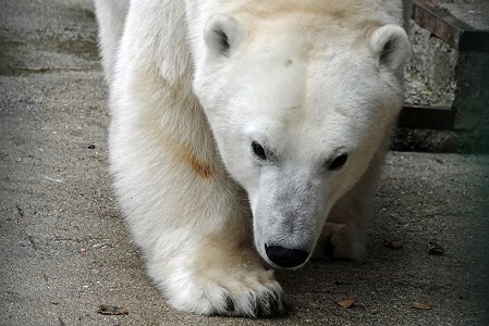 モスクワ動物園・ヴォロコラムスク附属保護施設のニカは雄（オス）、名前もニコライ(Николай)と改名されていたことが判明_a0151913_22514916.jpg