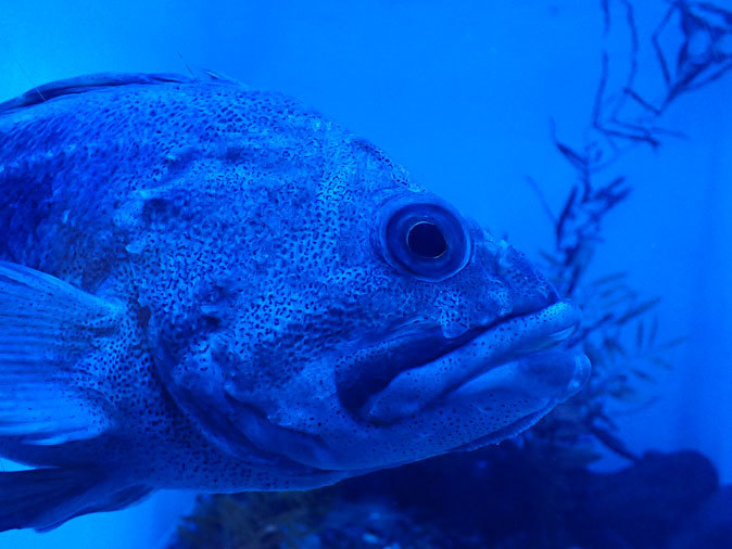 海洋堂 水族館限定 リニューアル版 日本の水族館 オオカミウオ