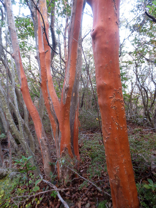  ■くじゅう大船山・御池の紅葉、そして我ながら前代未聞の……_d0190217_17470140.jpg