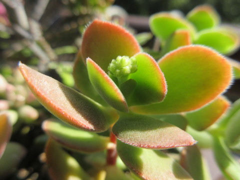 多肉植物クラッスラ「ワテルメイエリー」の花芽 : あるまじろの庭