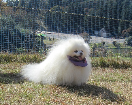 久しぶりの六甲山ドッグラン_b0177436_16170985.jpg