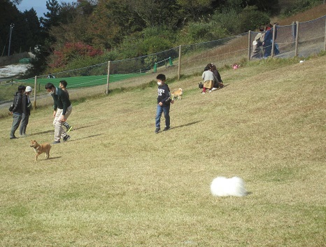 久しぶりの六甲山ドッグラン_b0177436_16240404.jpg
