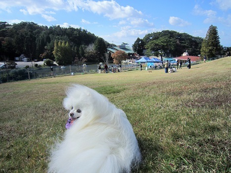 久しぶりの六甲山ドッグラン_b0177436_16244584.jpg