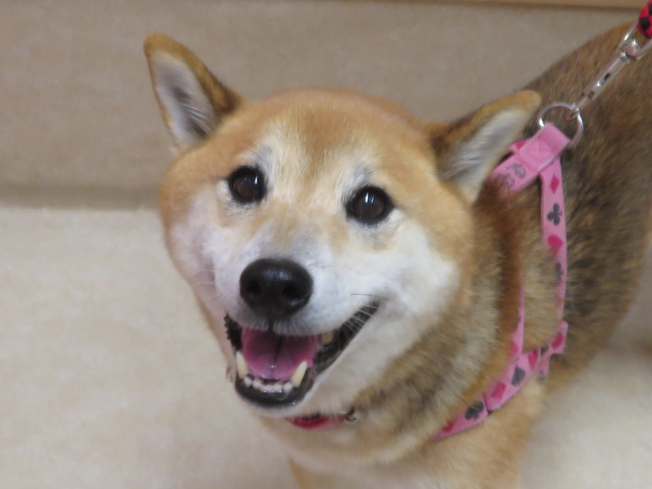 10 月 25 日の写真_c0174644_10213499.jpg