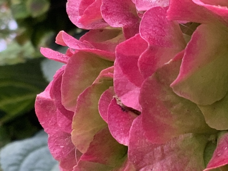 紅葉した紫陽花と小さな訪問者_f0380954_17055456.jpeg