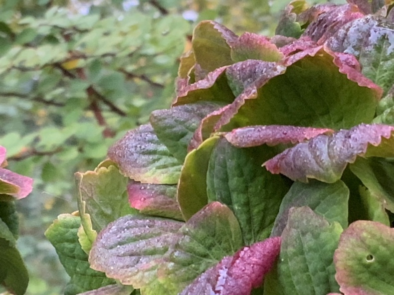 紅葉した紫陽花と小さな訪問者_f0380954_17080179.jpeg