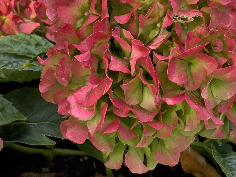 紅葉した紫陽花と小さな訪問者_f0380954_17160876.jpeg