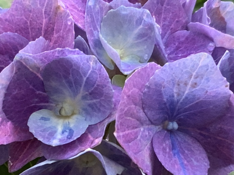 紅葉した紫陽花と小さな訪問者_f0380954_17172311.jpeg