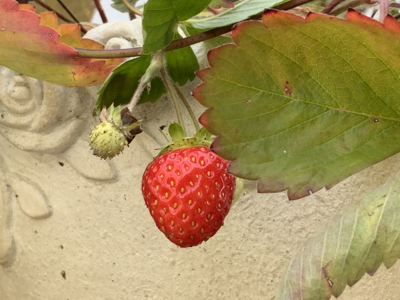 紅葉した紫陽花と小さな訪問者_f0380954_17193421.jpeg