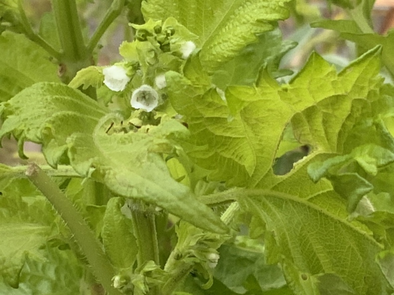 紅葉した紫陽花と小さな訪問者_f0380954_17252129.jpeg