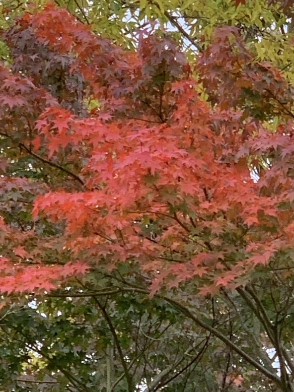 紅葉した紫陽花と小さな訪問者_f0380954_17280912.jpeg