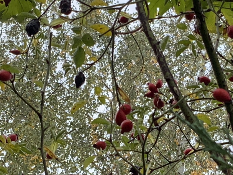 紅葉した紫陽花と小さな訪問者_f0380954_17315038.jpeg