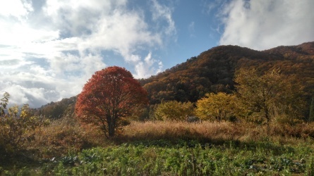 今年も「一本紅葉」健在です。_c0160368_22161268.jpg