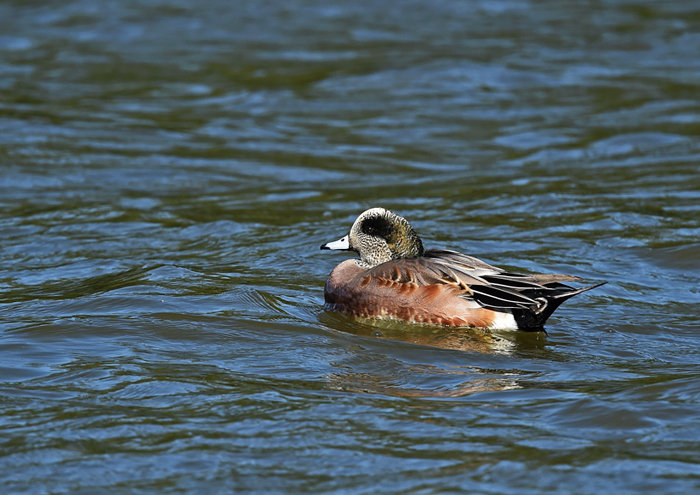 水元公園＝アオバト、カケス、カンムリカイツブリ、アメリカヒドリ_d0346977_15345266.jpg