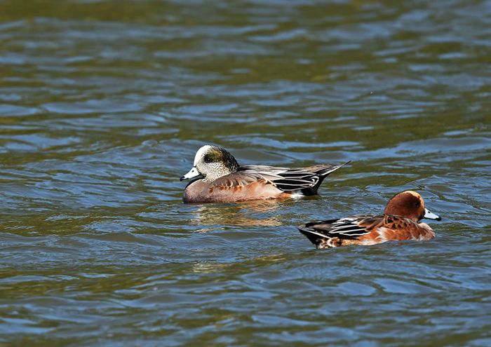 水元公園＝アオバト、カケス、カンムリカイツブリ、アメリカヒドリ_d0346977_15351912.jpg