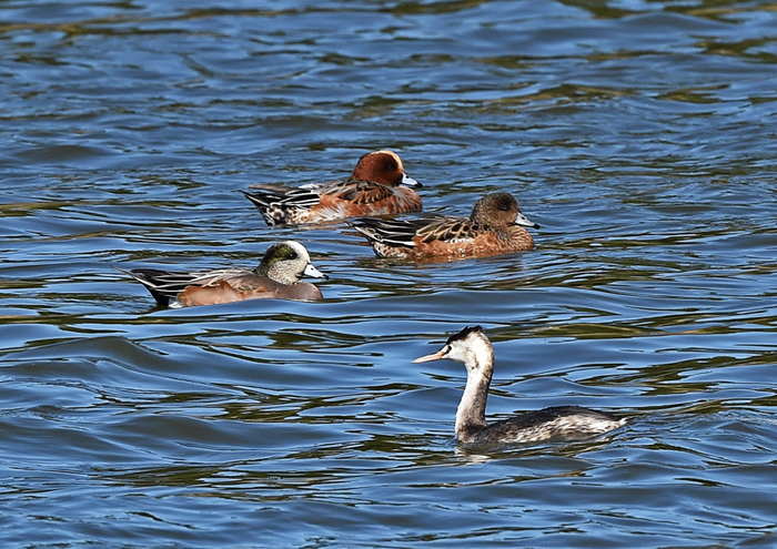 水元公園＝アオバト、カケス、カンムリカイツブリ、アメリカヒドリ_d0346977_15354491.jpg