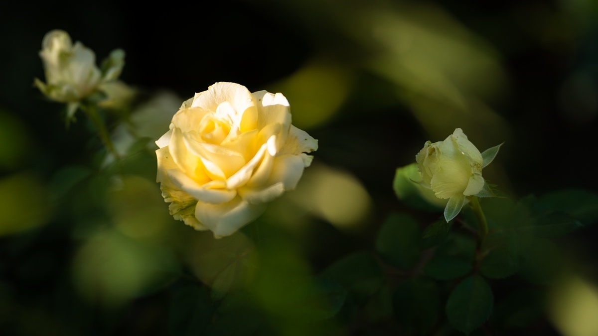 長く尾を引く英国庭園の光蜥蜴_d0353489_20514780.jpg