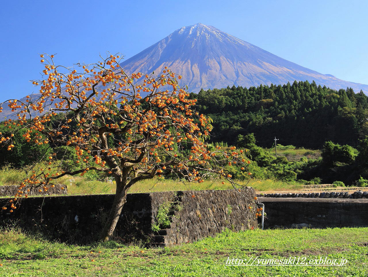 甘柿が豊作です 富士山大好き 写真は最高 甘柿が豊作です 富士山大好き 写真は最高
